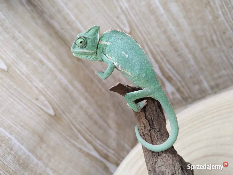 Kameleon Jemeński blue Jawor sprzedam