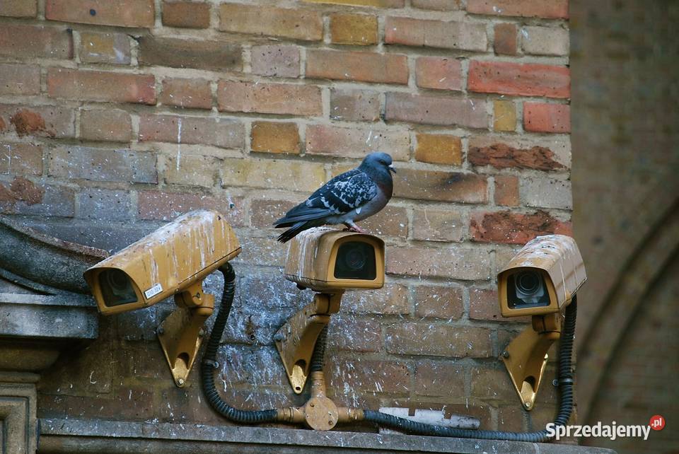 Montaż kolców na ptaki siatki Wrocław cennik