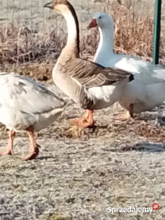 Gęsi landers i garbonosa Ptaki Lubiszyn
