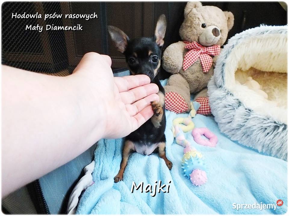 Maleńki Piesek MAJKI Pinczer miniaturowy Żary sprzedam