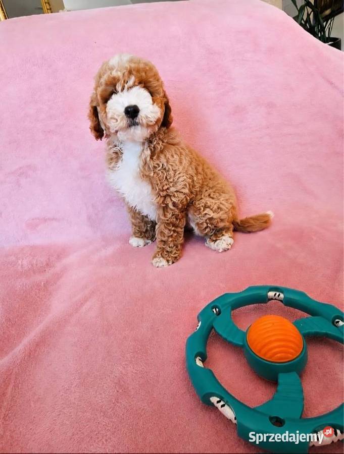 MALTIPOO suczka wielkopolskie Poznań