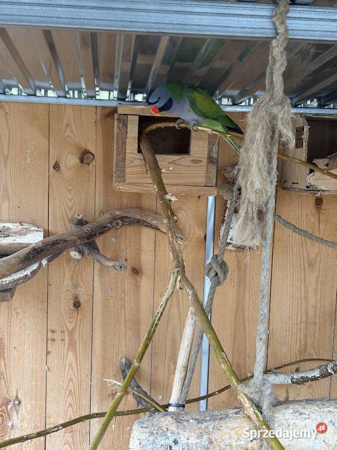 aleksandretty chińskie Chybice