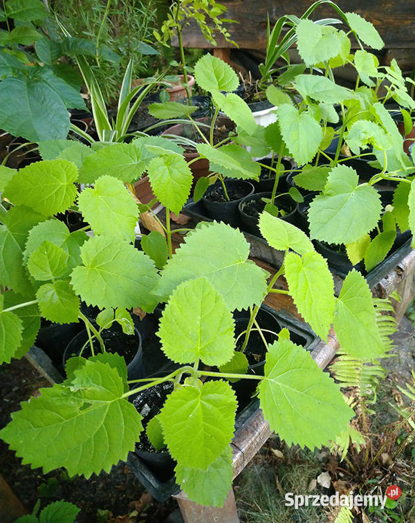 Paulownia sadzonka x2 Cesarskie drzewko świetny Przemyśl