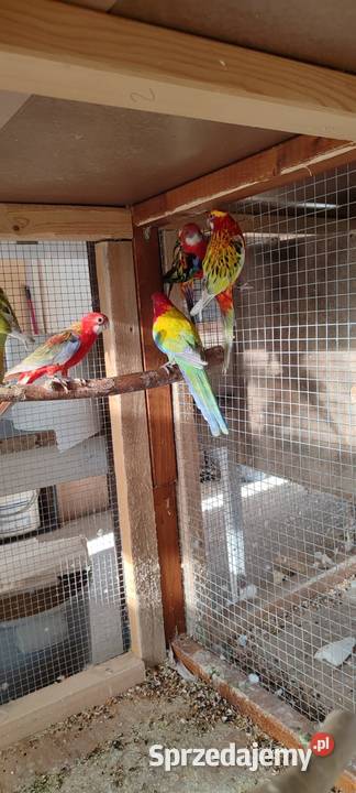 Sprzedam rozelle białolice Środa Wielkopolska sprzedam