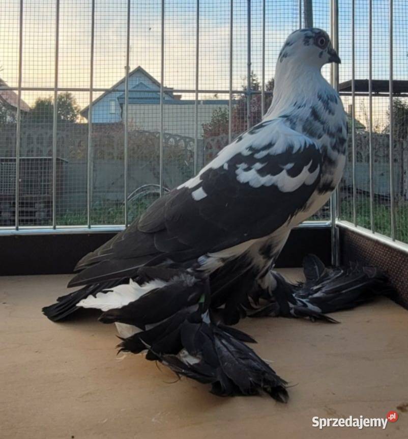 Widym polski gołąb łódzkie Skierniewice