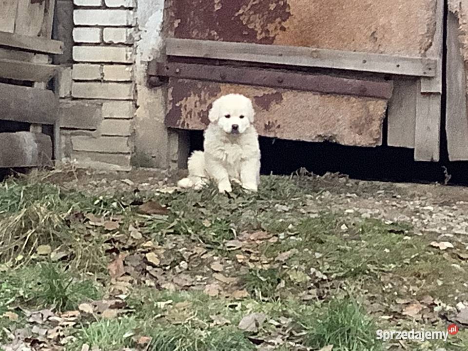 Owczarki podhalańskie szczeniaki Owczarek