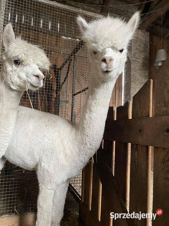 Alpaka alpaki samicasamiec Puszczew sprzedam