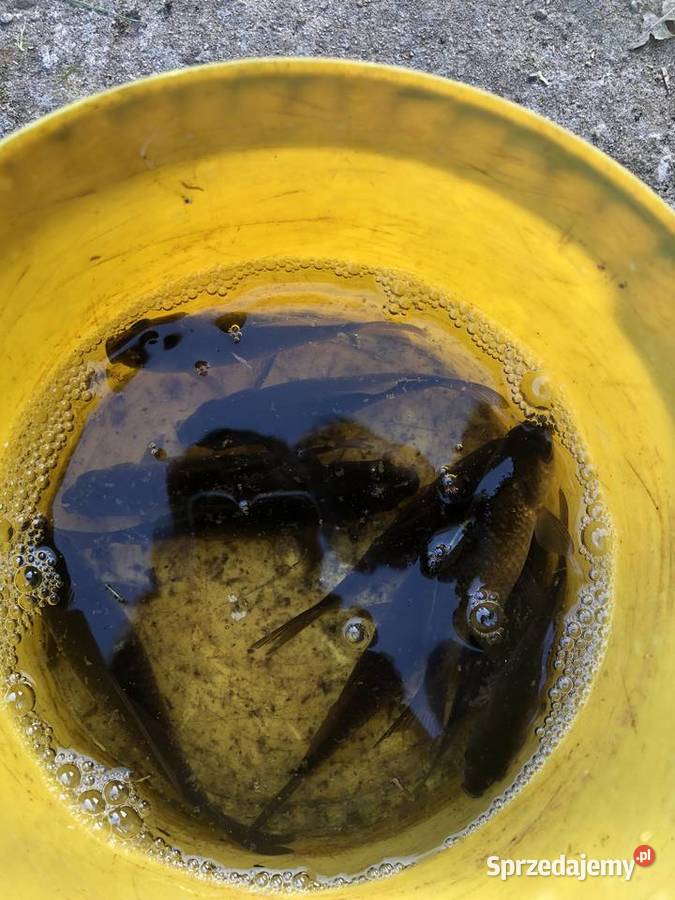 Karasie złociste Częstochowa