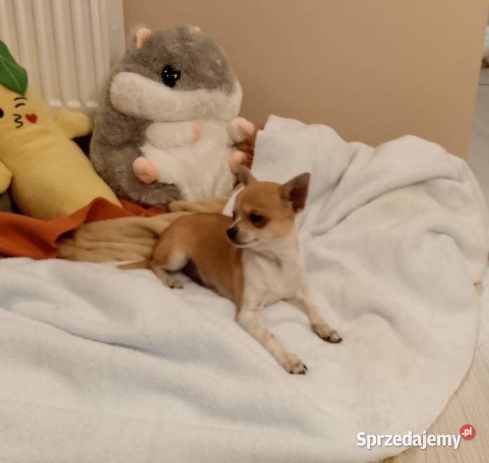 Chihuahua chłopiec komplet szczepień Chihuahua Szczucin