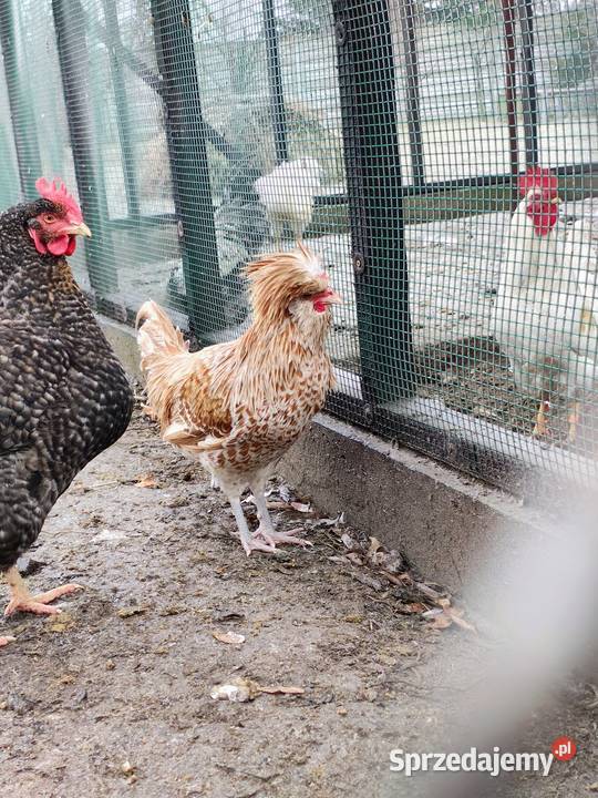 Czubatka wielbłądzia Zduńska Wola sprzedam