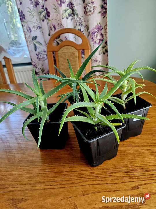 Aloes leczniczy Puławy
