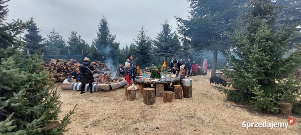 Świąteczna Integracja Firmowa Wycinanie Choinek Osuchów