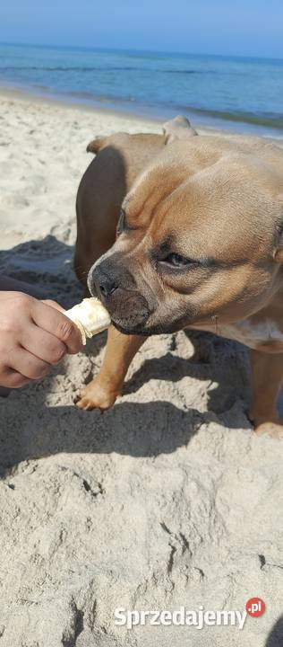 American Bully 1 rol suka metryka dolnośląskie sprzedam