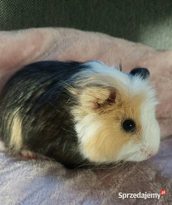 Świnki morskie młode