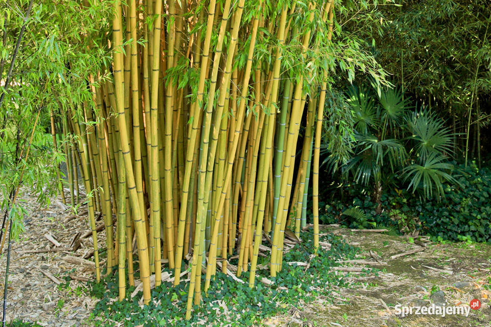 bambus drzewo sadzonki 1m małopolskie Kraków sprzedam