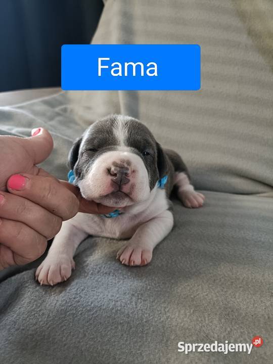 Szczenięta American staffordshire terrier Wyszków