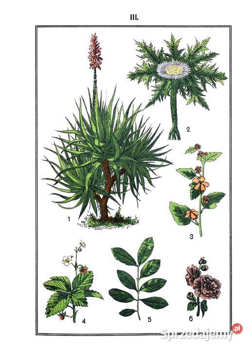 Ks SKNEIPP ZIELNIK Atlas roślin leczniczych Wyd mazowieckie Kozienice sprzedam