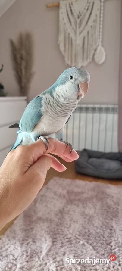 Papuga ręcznie karmiona mnicha nizinna Ptaki Warszawa