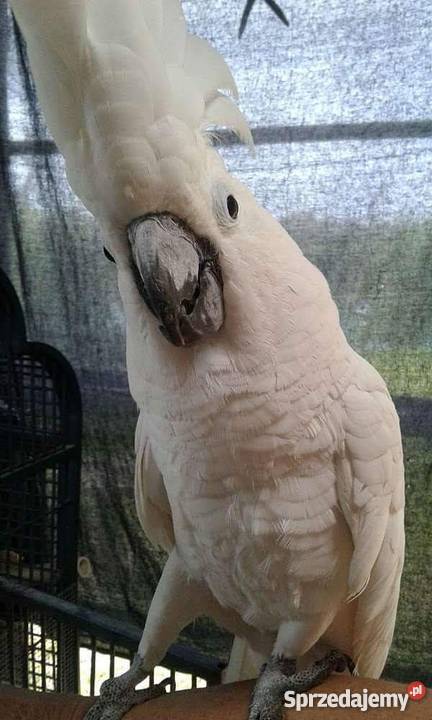 Kakadu alba Super oswojone Pozostałe Jelenia Góra