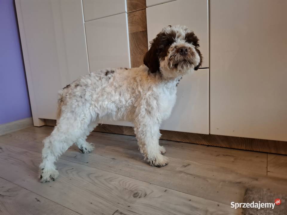 Szczenięta rasy lagotto romagnolo pieski zkwp Makówiec