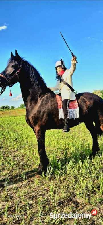 Koń wałach 4 lata Fryz Wstęmpnie zajeżdżony