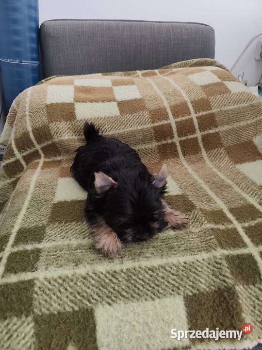York terrier Chełm