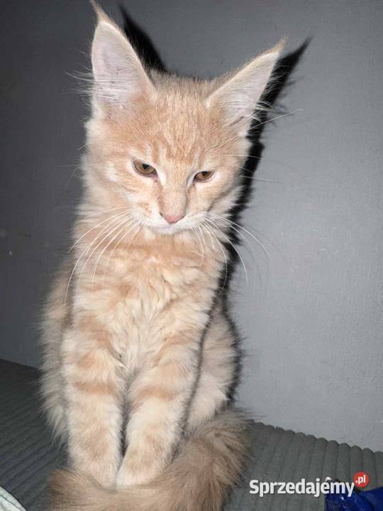 kocurek i kotka Maine Coon