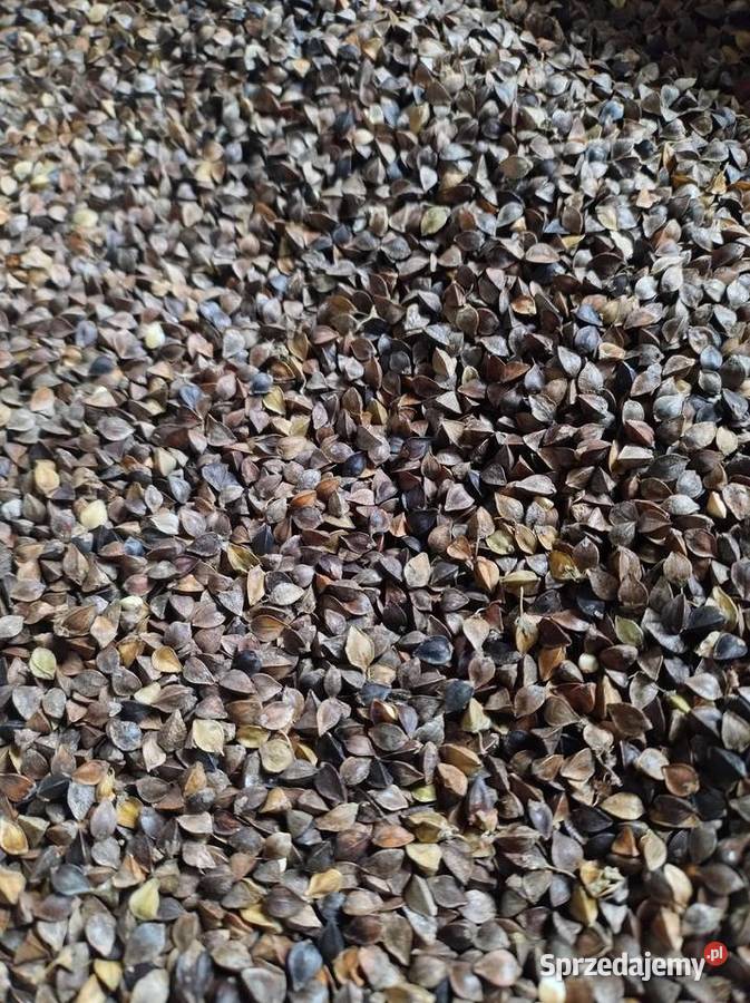 GRYKA Ekologiczna Z CERTYFIKATEM czyszczona Zahajki-Kolonia sprzedam