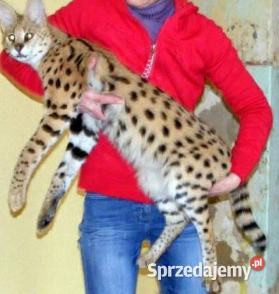 Savannah Lublin sprzedam