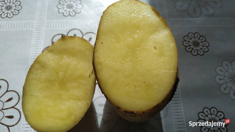 ziemniaki tajfun i denar Nowy Sącz