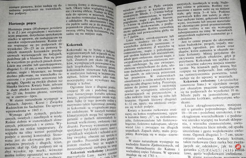 Pnącza ozdobne w domu Bluszcz powojnik Chełm