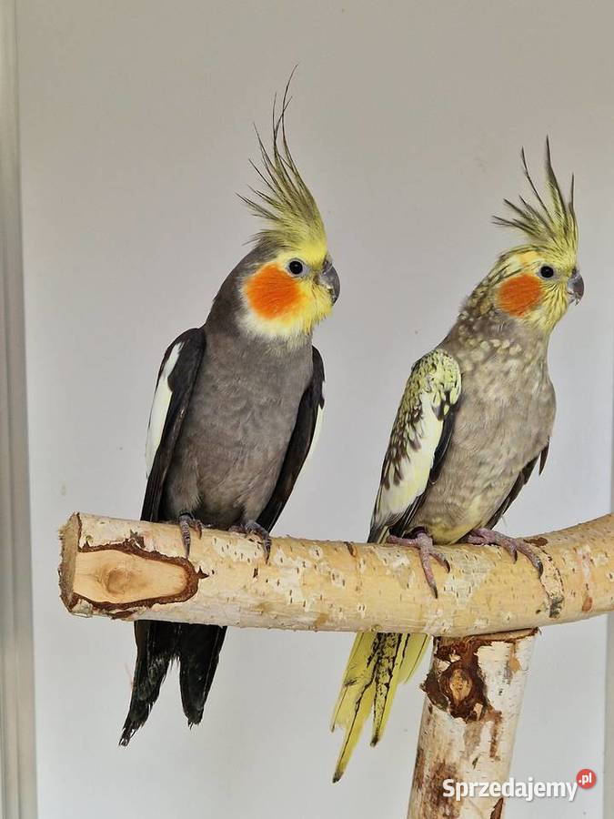 Nimfa nimfy zwykłe i wystawowe papuga papugi