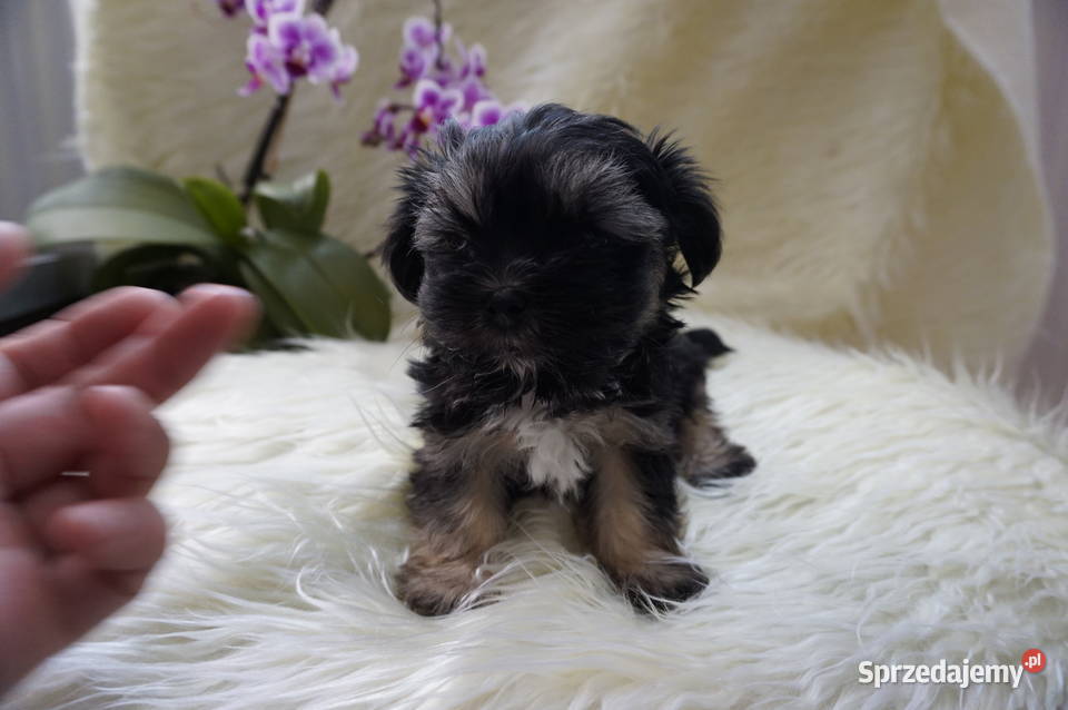 York Maltańczyk dolnośląskie Sobótka