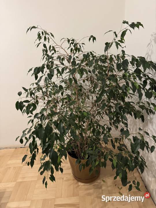 Beniamin Fikus wysokość 130 z donicą ozdobną Częstochowa