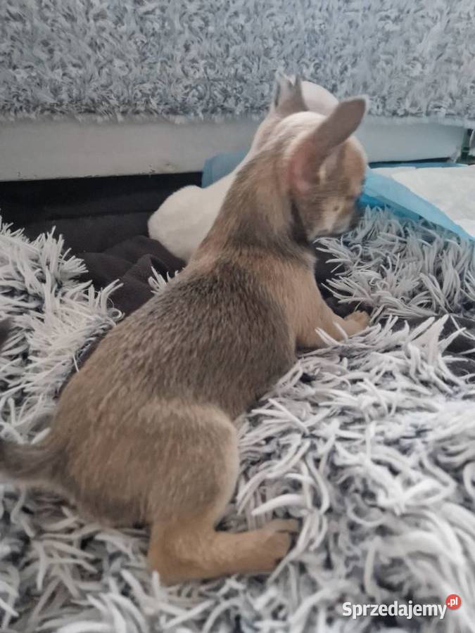 Cudowna suczka krótkowłosa chihuaha zachodniopomorskie Szczecin