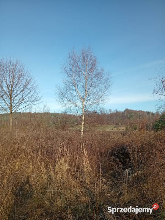 Sprzedam działkę budowlaną Ludwinów