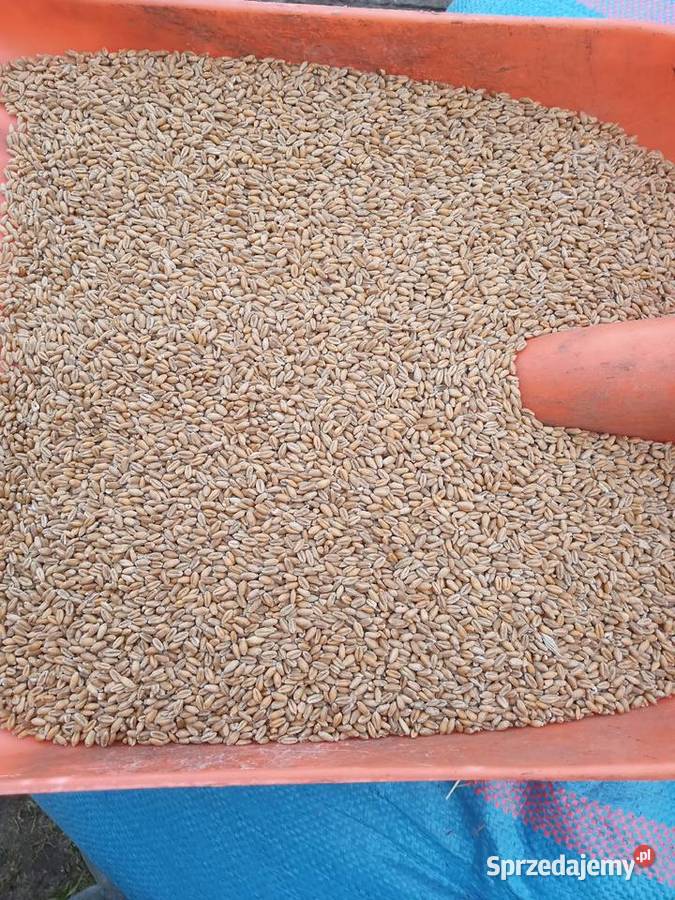 Pszenica jara Harenda Zboża Anastazów