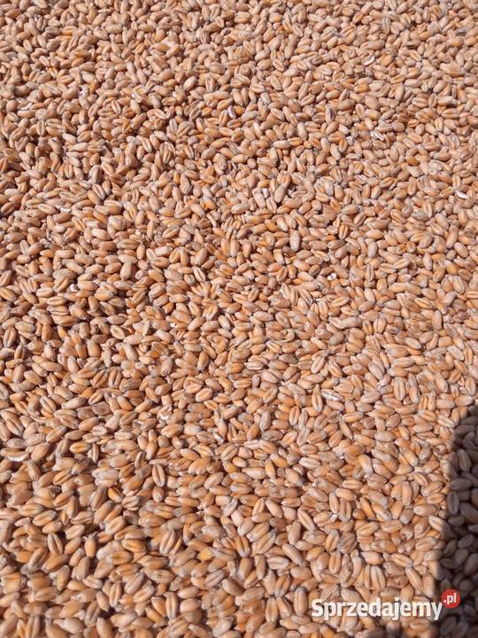 Pszenica ozima zbiór 2025r Zboża Zboża