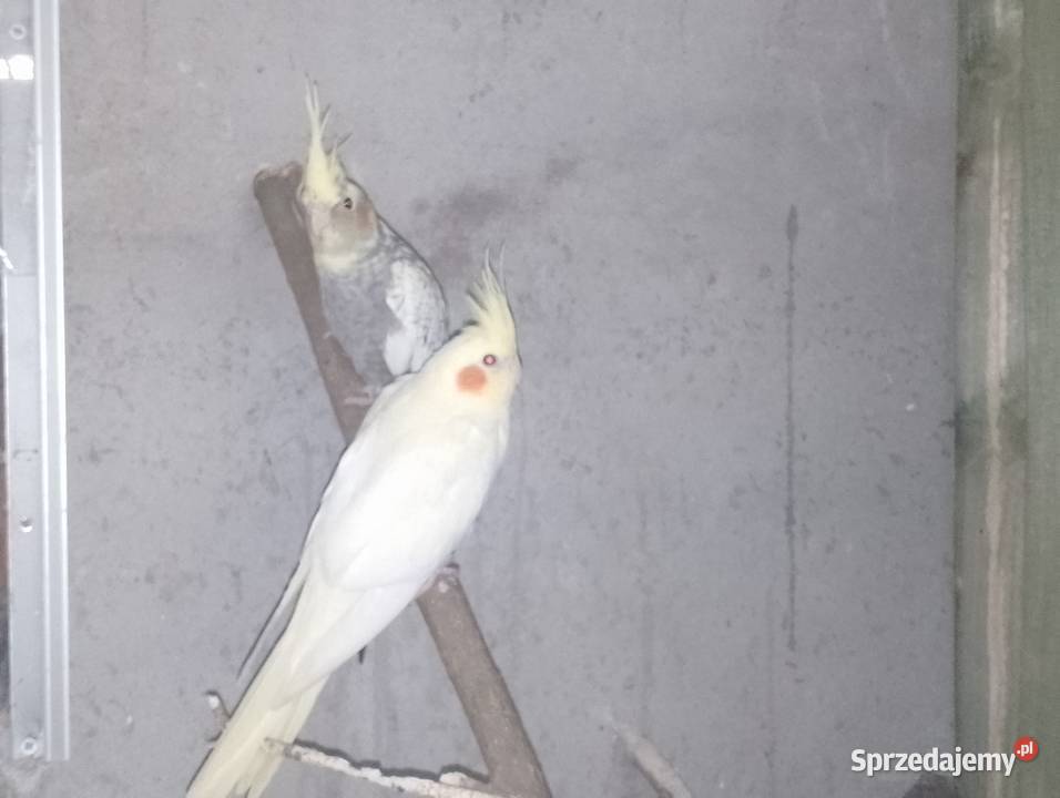 Papugi nimfy wielkopolskie Dubin