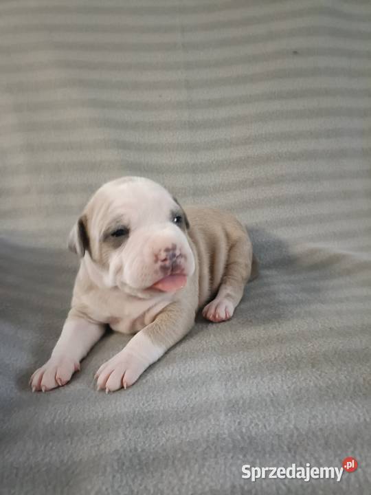 Szczenięta American staffordshire terrier Wyszków
