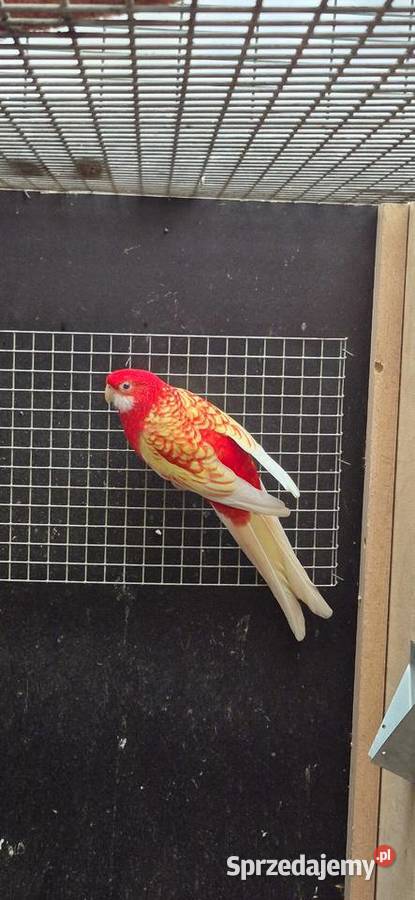 Redukcja hodowli papug Grodzisk Wielkopolski