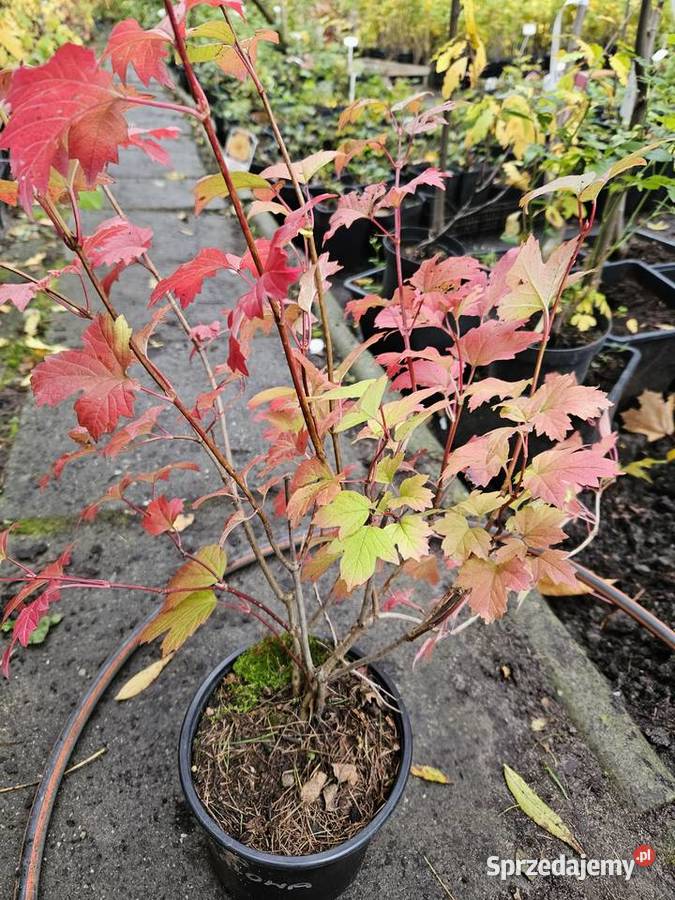 kalina koralowa sprzedam