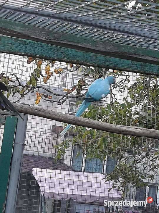 Aleksandretty obrożne różne mutacje Skała