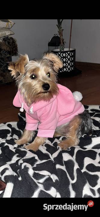 Sprzedam dorosłego yorka kujawsko-pomorskie Jeziora Wielkie