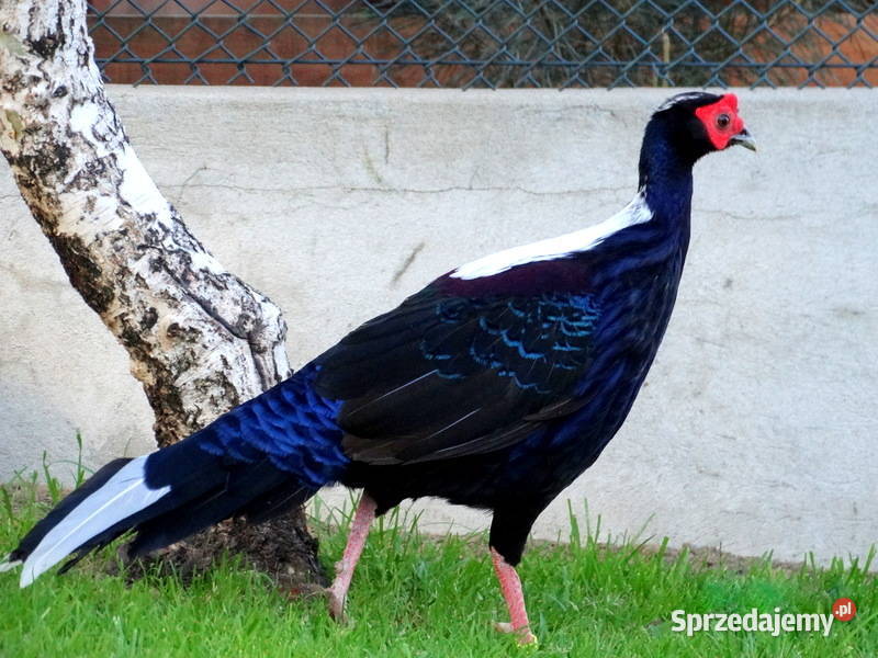 Sprzedam Bażanty Kiśćce Tajwańskie Swinhoe Ptaki Gostyń