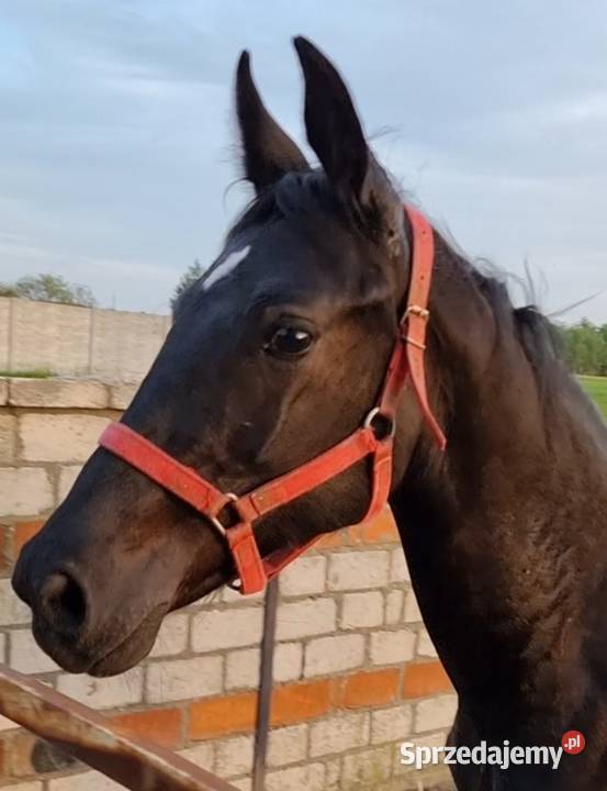 Kary ogier odsadek na sprzedaż Rokutów