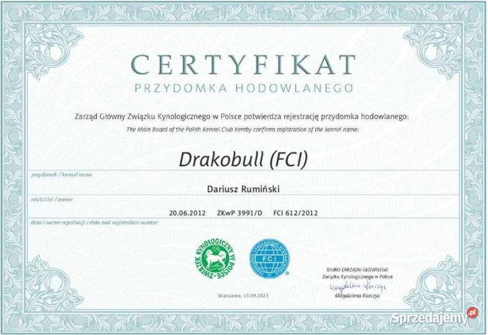 Pinczer niemiecki sredni Rodowód FCI championach Czeladź sprzedam