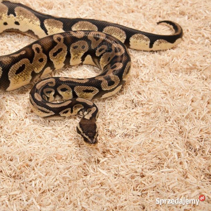 Zoomed Aspen Snake 26l podłoże węży Książenice sprzedam