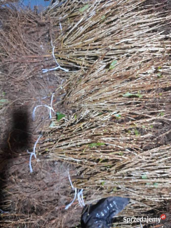 Porzeczka czerwona czarna Puławy