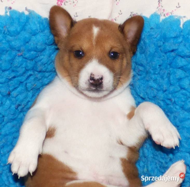 Basenji szczenię KUUME Z GREMLINKOWA łódzkie Pabianice